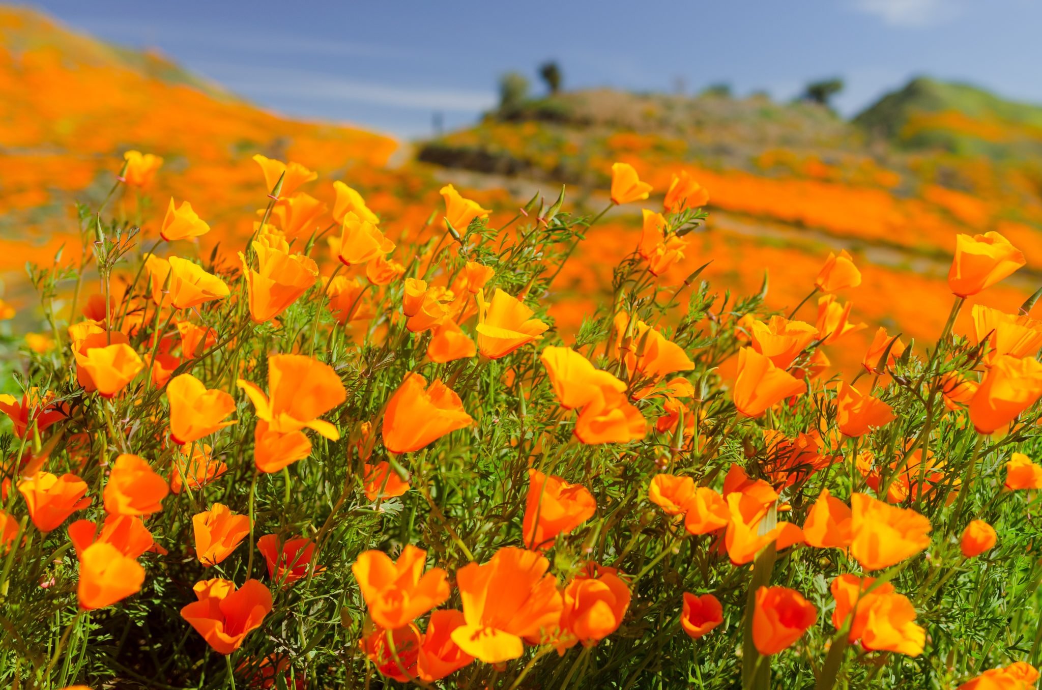 Featured image of Why Lake Elsinore’s Poppy Super Bloom Will Be Less Than Super This Year